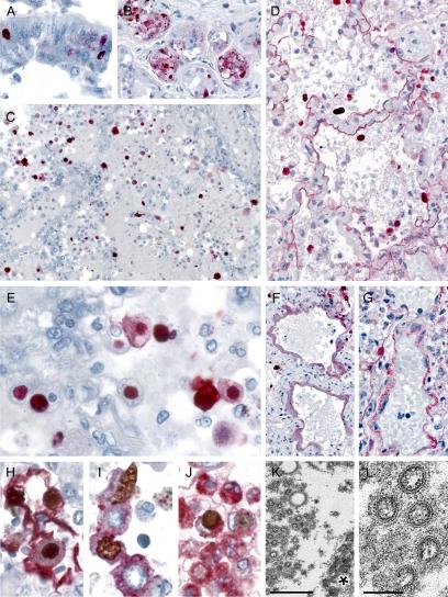 https://cdn.ncbi.nlm.nih.gov/pmc/blobs/ea59/2893660/a78eed4ac7b0/zjh0071086710002.jpg