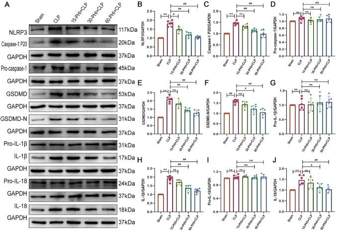 https://cdn.ncbi.nlm.nih.gov/pmc/blobs/ea5c/11986443/5860dcb4624c/abbs-2024-049-t3.jpg