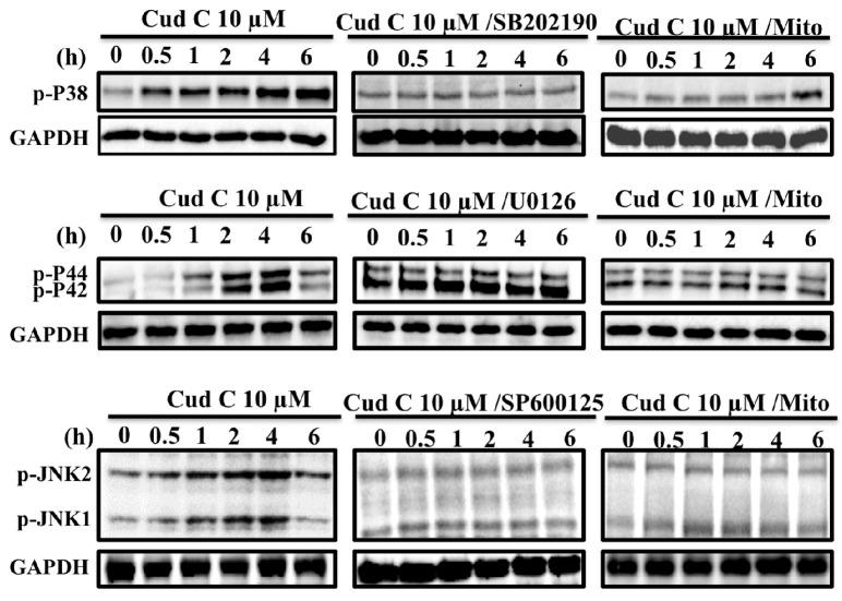 https://cdn.ncbi.nlm.nih.gov/pmc/blobs/ea5c/5535998/f90339f5543e/ijms-18-01508-g003.jpg