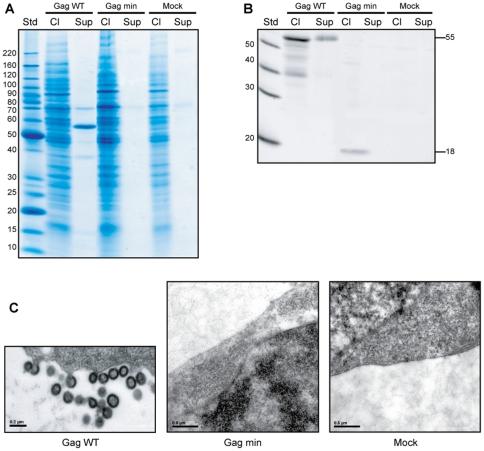 https://cdn.ncbi.nlm.nih.gov/pmc/blobs/ea5d/3227654/72788c2e5974/pone.0028314.g002.jpg