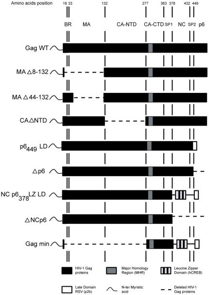 https://cdn.ncbi.nlm.nih.gov/pmc/blobs/ea5d/3227654/f69d883a18c6/pone.0028314.g001.jpg