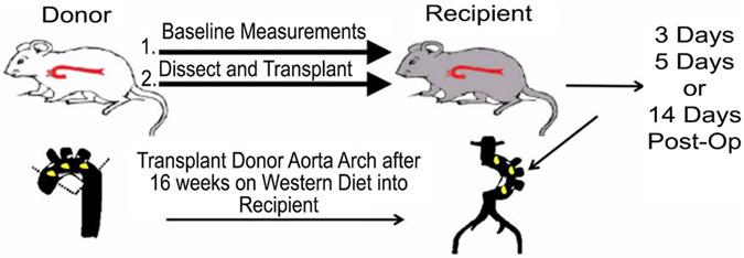 https://cdn.ncbi.nlm.nih.gov/pmc/blobs/ea5f/11309734/8a2b13c1bdff/nihms-1960946-f0002.jpg