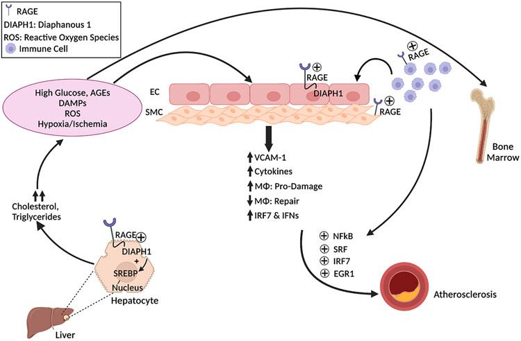 https://cdn.ncbi.nlm.nih.gov/pmc/blobs/ea5f/11309734/9e7a4045002a/nihms-1960946-f0006.jpg