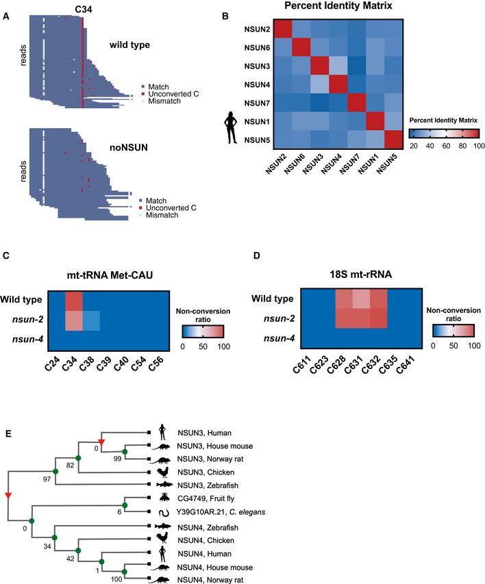 https://cdn.ncbi.nlm.nih.gov/pmc/blobs/ea5f/7957426/3fecf966554e/EMBJ-40-e105496-g005.jpg