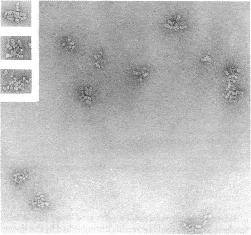https://cdn.ncbi.nlm.nih.gov/pmc/blobs/ea61/346879/7e13a67f9f33/pnas00456-0166-b.jpg