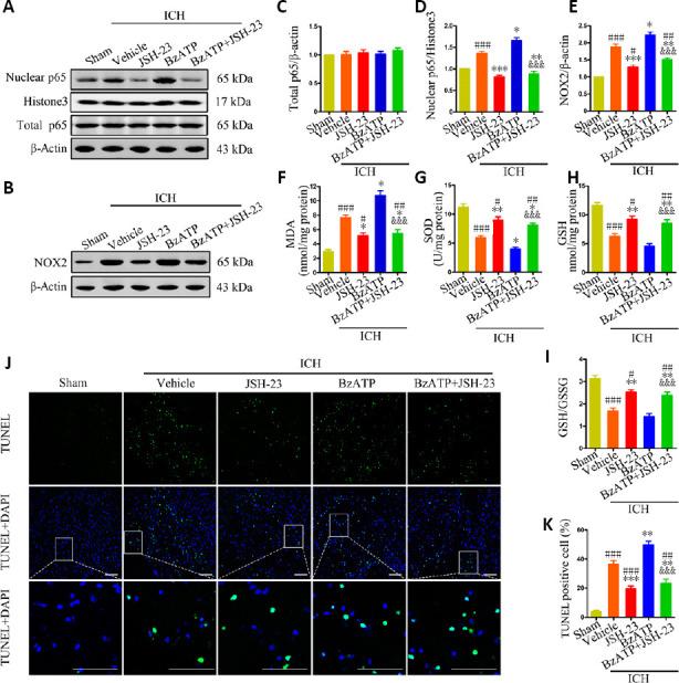 https://cdn.ncbi.nlm.nih.gov/pmc/blobs/ea63/8323669/4bf188fa2380/NRR-16-1582-g008.jpg