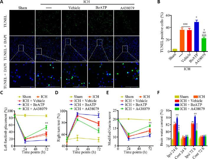 https://cdn.ncbi.nlm.nih.gov/pmc/blobs/ea63/8323669/7cb5cedd97c2/NRR-16-1582-g003.jpg