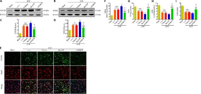 https://cdn.ncbi.nlm.nih.gov/pmc/blobs/ea63/8323669/f9bb58c087b5/NRR-16-1582-g004.jpg