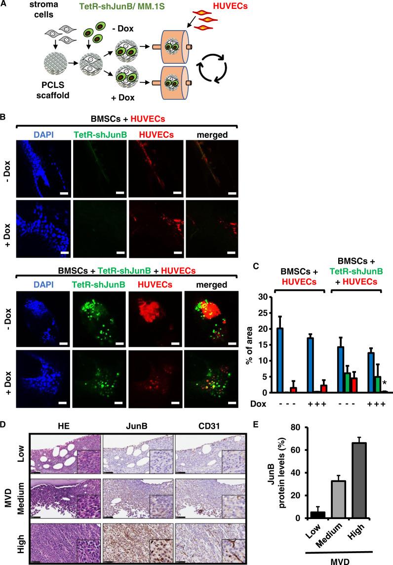 https://cdn.ncbi.nlm.nih.gov/pmc/blobs/ea66/8632680/f6b04a03d967/41375_2021_1271_Fig6_HTML.jpg