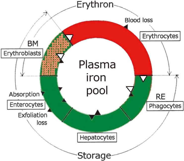 https://cdn.ncbi.nlm.nih.gov/pmc/blobs/ea69/6295426/f62154a4b948/2186-3326-80-0475-g001.jpg