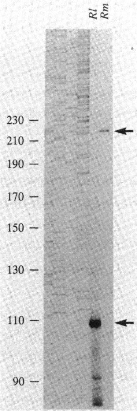 https://cdn.ncbi.nlm.nih.gov/pmc/blobs/ea6d/213370/0af8c724be7d/jbacter00121-0367-a.jpg