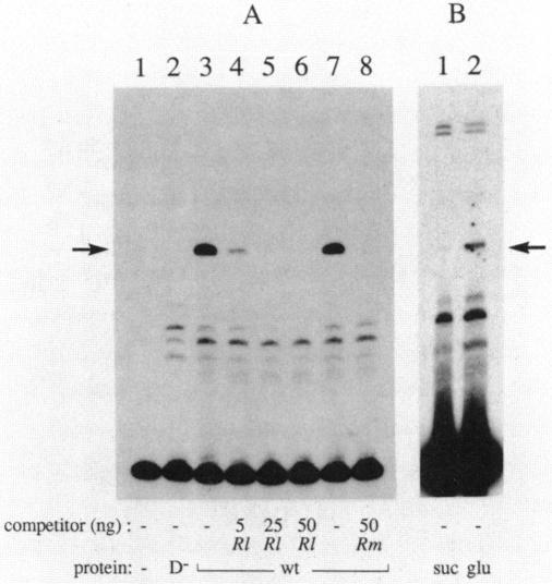 https://cdn.ncbi.nlm.nih.gov/pmc/blobs/ea6d/213370/5eb8882fa2c3/jbacter00121-0369-a.jpg