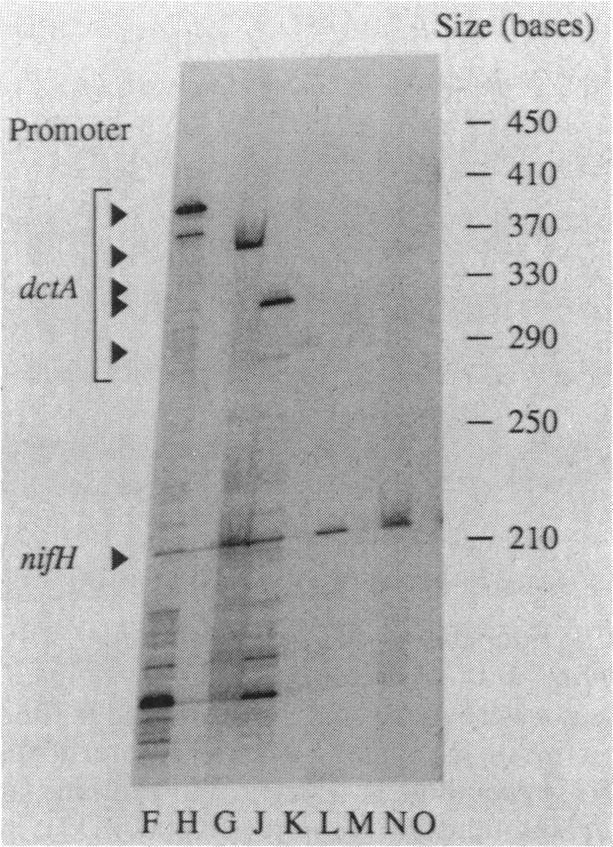 https://cdn.ncbi.nlm.nih.gov/pmc/blobs/ea6d/213370/95448a0152d3/jbacter00121-0369-b.jpg