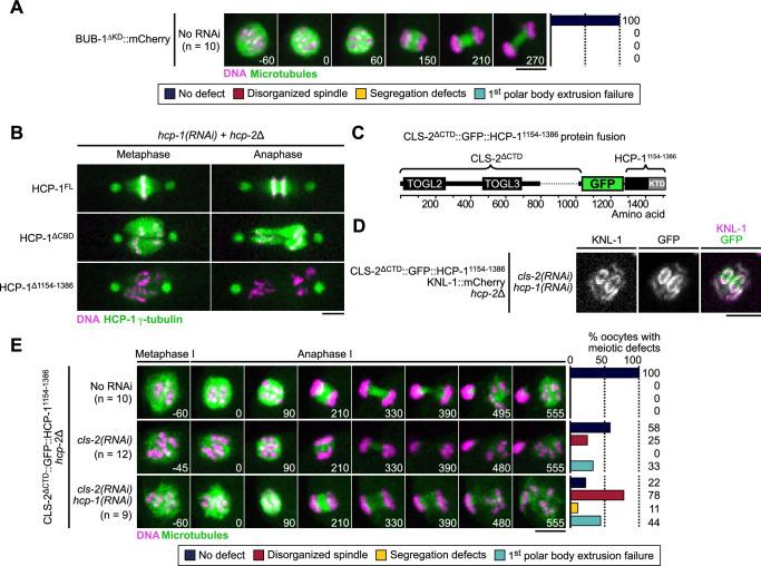 https://cdn.ncbi.nlm.nih.gov/pmc/blobs/ea6f/10005782/860cbec19960/elife-82579-fig4-figsupp1.jpg