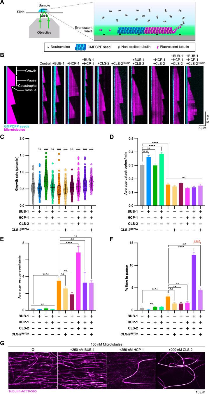 https://cdn.ncbi.nlm.nih.gov/pmc/blobs/ea6f/10005782/8bb6d974ec92/elife-82579-fig6.jpg