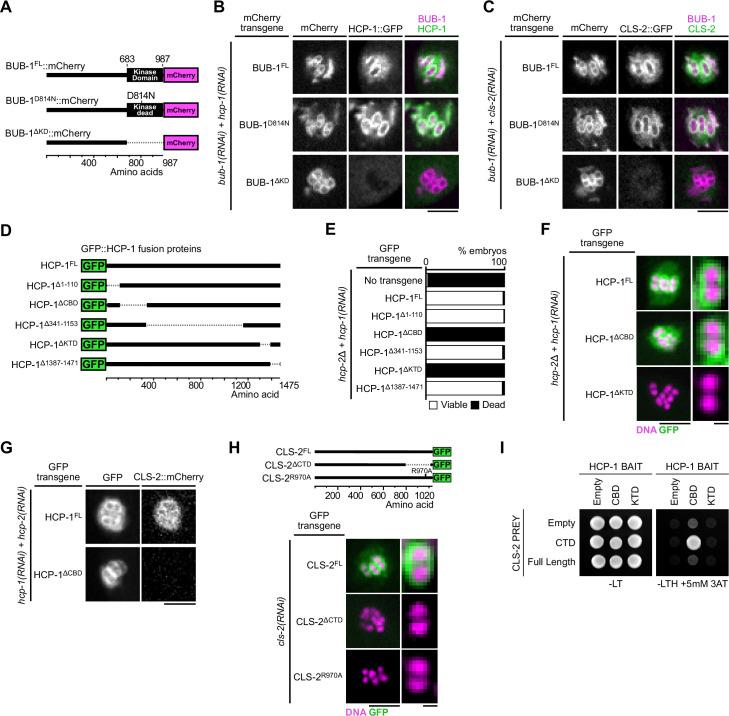 https://cdn.ncbi.nlm.nih.gov/pmc/blobs/ea6f/10005782/9a32910291dd/elife-82579-fig2.jpg
