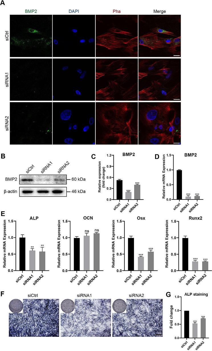https://cdn.ncbi.nlm.nih.gov/pmc/blobs/ea6f/11218376/0cab01edc3e0/13018_2024_4839_Fig3_HTML.jpg