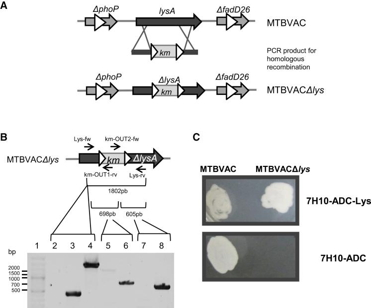 https://cdn.ncbi.nlm.nih.gov/pmc/blobs/ea6f/6395831/a866843c80c8/gr1.jpg