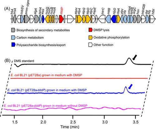 https://cdn.ncbi.nlm.nih.gov/pmc/blobs/ea71/10989825/1098e1249282/MLF2-2-178-g003.jpg