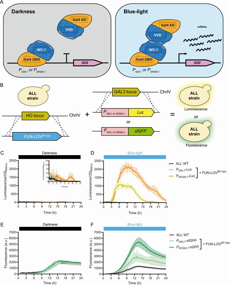 https://cdn.ncbi.nlm.nih.gov/pmc/blobs/ea71/11792454/0372d9175dff/spectrum.01794-24.f002.jpg