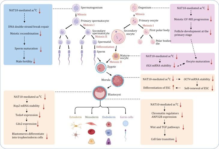 https://cdn.ncbi.nlm.nih.gov/pmc/blobs/ea73/12187516/0f1258839aa5/pwaf013_fig4.jpg