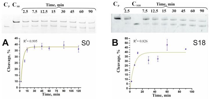 https://cdn.ncbi.nlm.nih.gov/pmc/blobs/ea79/11476762/a1aa29b41c1e/ijms-25-10862-g001a.jpg