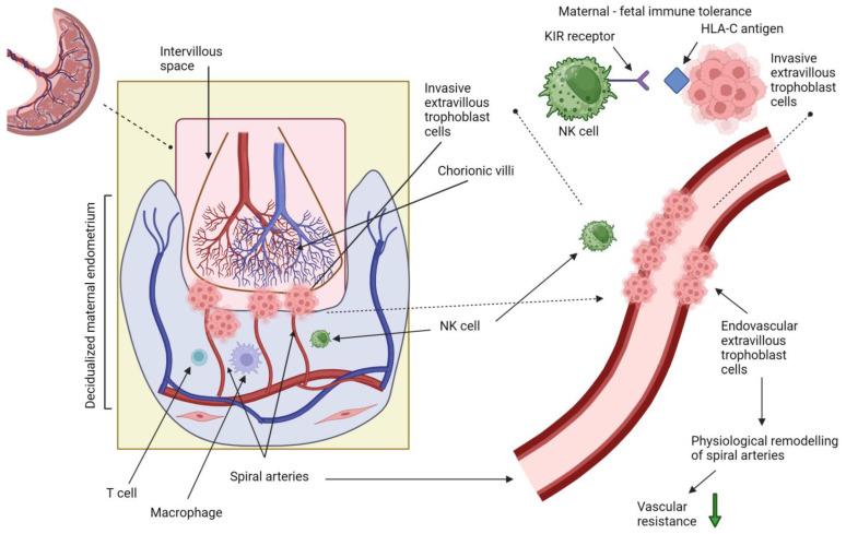 https://cdn.ncbi.nlm.nih.gov/pmc/blobs/ea7c/10779413/68549053e789/ijms-25-00307-g001.jpg