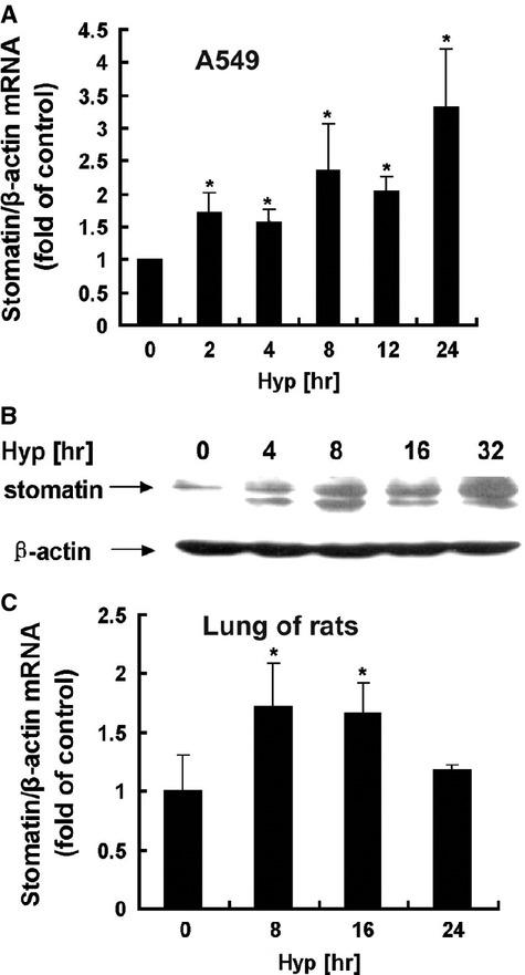 https://cdn.ncbi.nlm.nih.gov/pmc/blobs/ea7e/3822891/1209ab5b693f/jcmm0017-0863-f1.jpg
