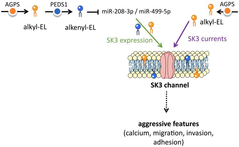 https://cdn.ncbi.nlm.nih.gov/pmc/blobs/ea83/11127165/9ccb56904f76/gr6.jpg