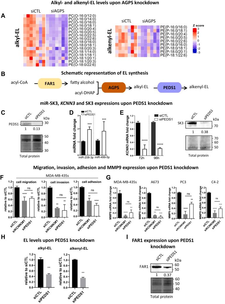 https://cdn.ncbi.nlm.nih.gov/pmc/blobs/ea83/11127165/e2aaf1d1051e/gr4.jpg