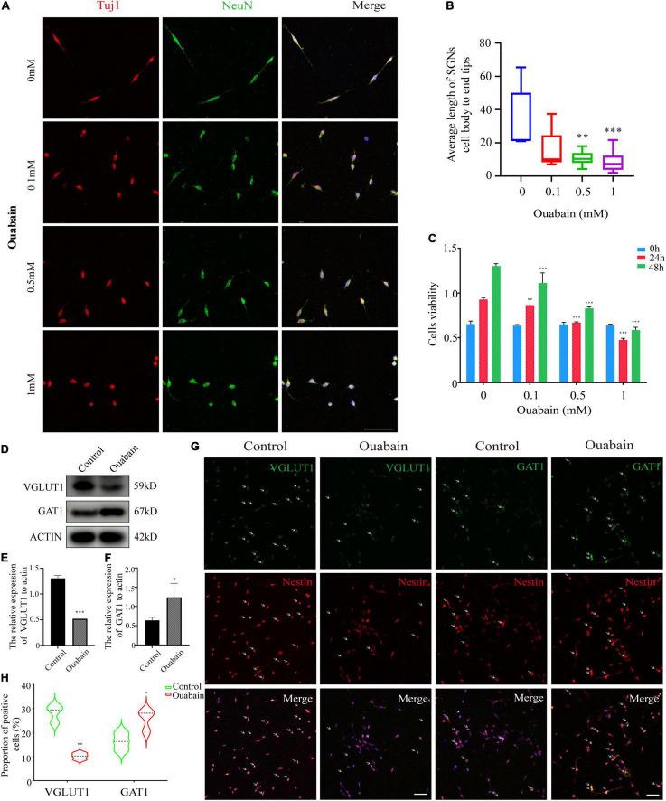 https://cdn.ncbi.nlm.nih.gov/pmc/blobs/ea83/8908960/53553fe34adf/fnmol-15-829642-g002.jpg