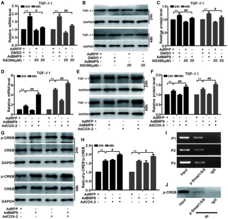 https://cdn.ncbi.nlm.nih.gov/pmc/blobs/ea84/8109063/16d4ffa8f52b/aging-13-202825-g007.jpg