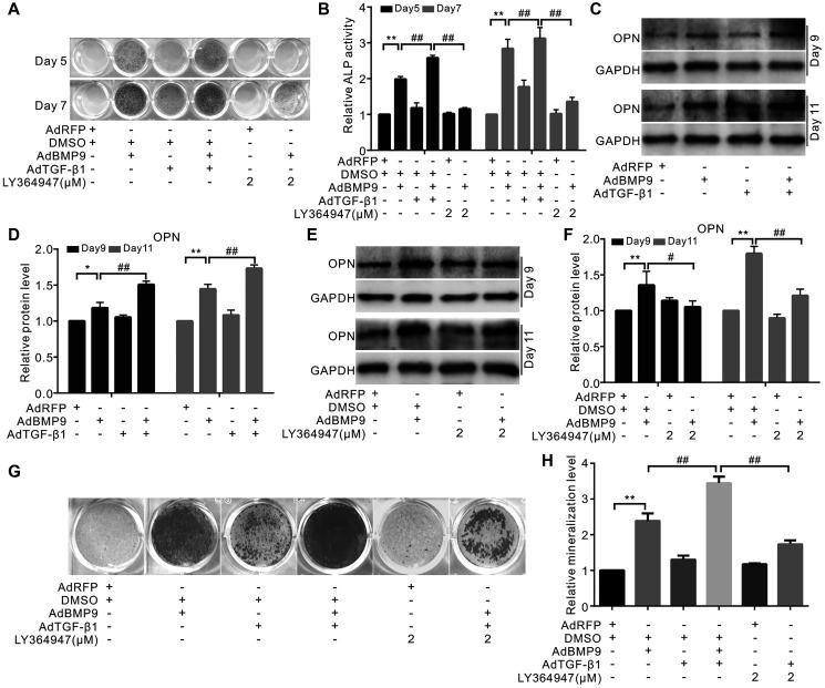 https://cdn.ncbi.nlm.nih.gov/pmc/blobs/ea84/8109063/b675d720d080/aging-13-202825-g002.jpg