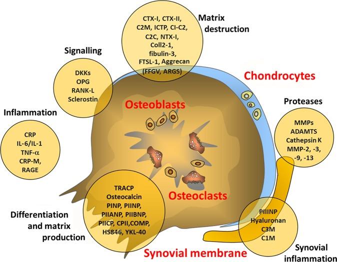 https://cdn.ncbi.nlm.nih.gov/pmc/blobs/ea85/3812859/56c0e6510481/annrheumdis-2013-203726f01.jpg