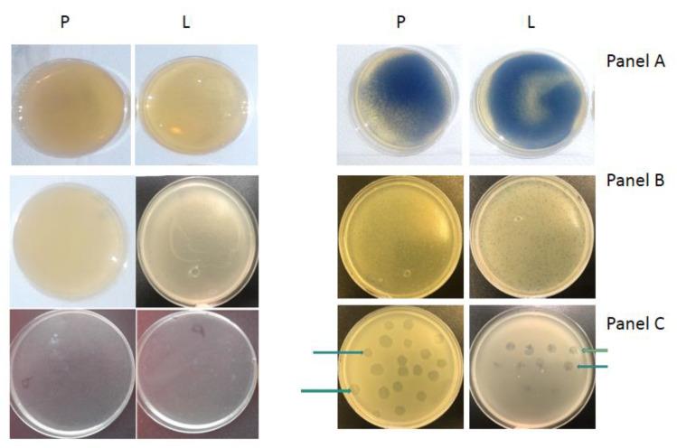 https://cdn.ncbi.nlm.nih.gov/pmc/blobs/ea89/8200234/25c8eb7cc265/materials-14-03086-g006.jpg