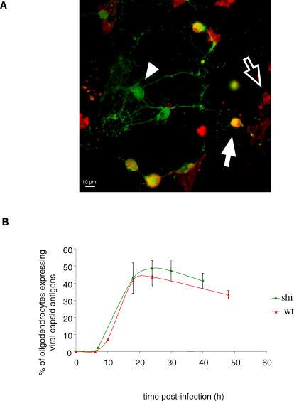 https://cdn.ncbi.nlm.nih.gov/pmc/blobs/ea8a/1803012/d34af17a7a23/ppat.0030023.g004.jpg