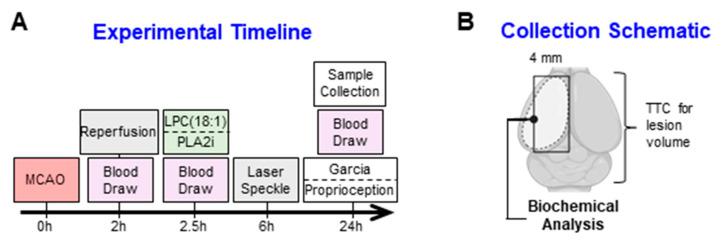 https://cdn.ncbi.nlm.nih.gov/pmc/blobs/ea8e/11477326/7a446556416a/ijms-25-10649-g008.jpg