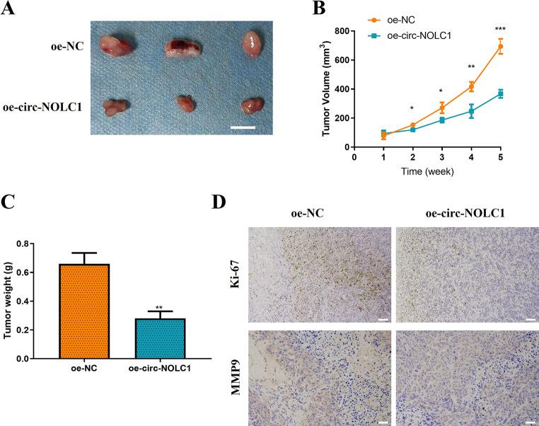 https://cdn.ncbi.nlm.nih.gov/pmc/blobs/ea91/12175339/616376f1b4a9/41065_2025_478_Fig3_HTML.jpg