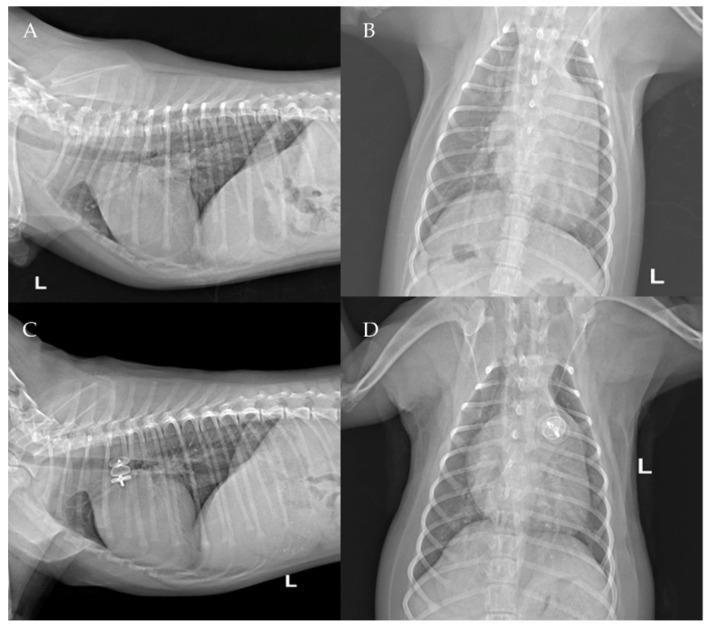 https://cdn.ncbi.nlm.nih.gov/pmc/blobs/ea91/9415090/44b39851415e/vetsci-09-00431-g009.jpg