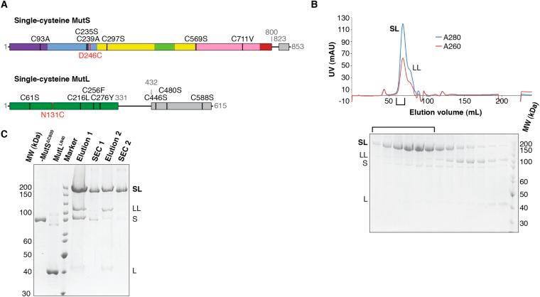 https://cdn.ncbi.nlm.nih.gov/pmc/blobs/ea95/4521584/f20013291dd6/elife06744fs001.jpg