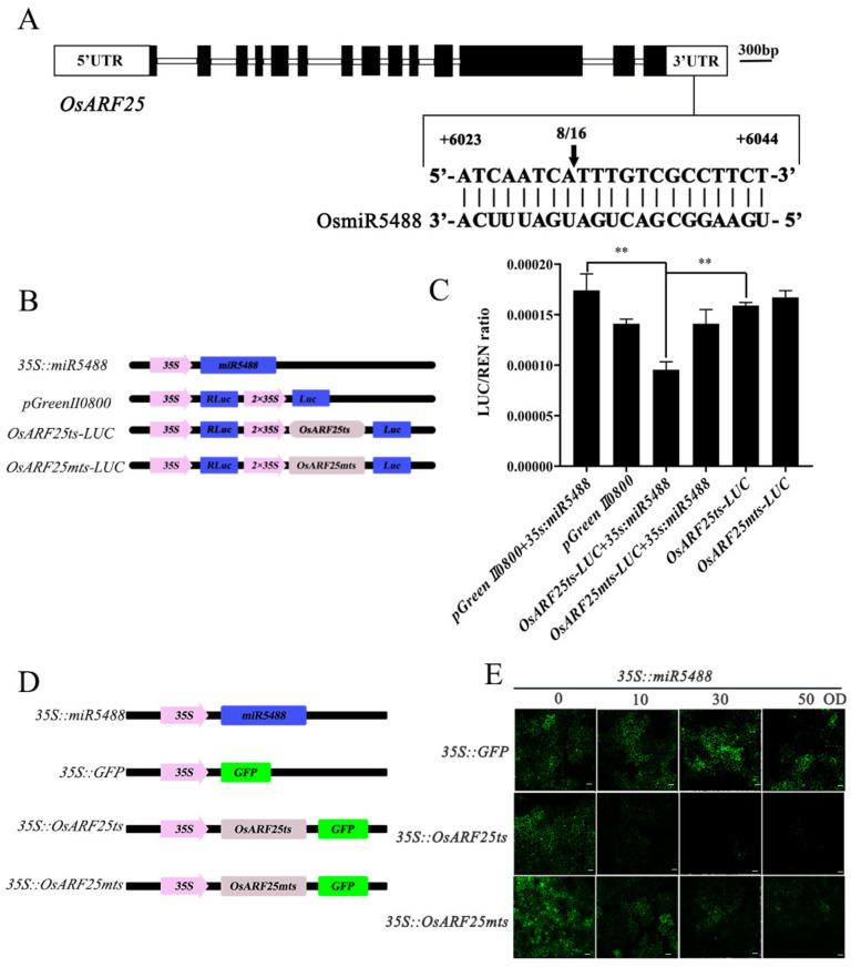 https://cdn.ncbi.nlm.nih.gov/pmc/blobs/ea97/10671434/a021de48d4d1/ijms-24-16240-g005.jpg