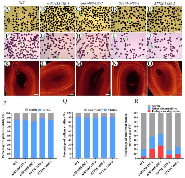 https://cdn.ncbi.nlm.nih.gov/pmc/blobs/ea97/10671434/b1b91b67f9af/ijms-24-16240-g003.jpg