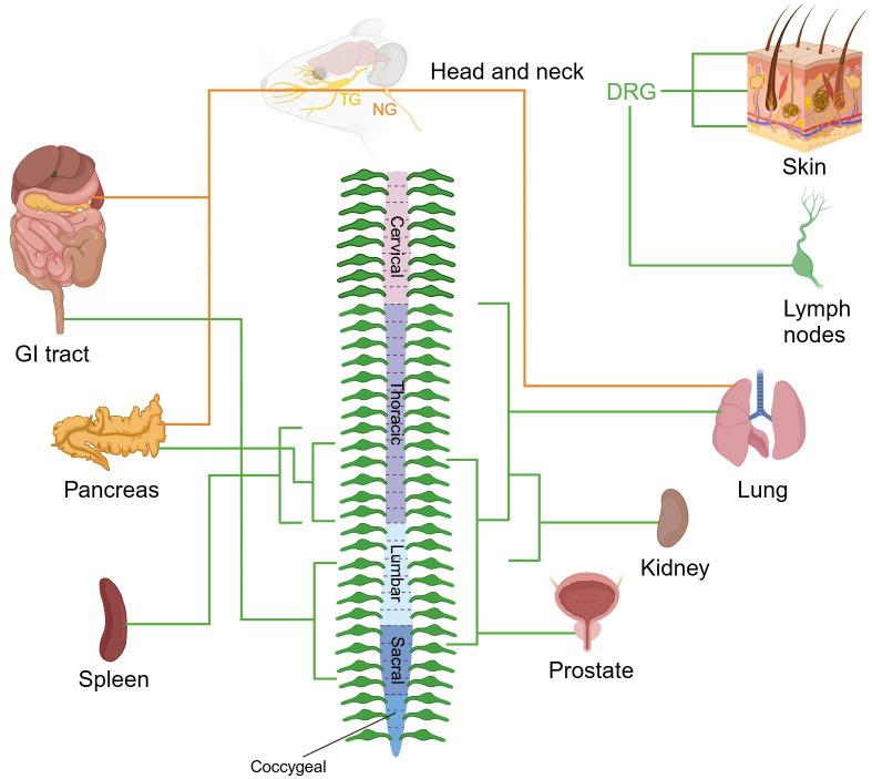 https://cdn.ncbi.nlm.nih.gov/pmc/blobs/ea99/12123694/298fa3e79929/fimmu-16-1575917-g002.jpg