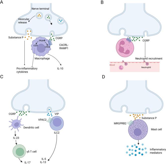 https://cdn.ncbi.nlm.nih.gov/pmc/blobs/ea99/12123694/5299f4f8a4bb/fimmu-16-1575917-g003.jpg