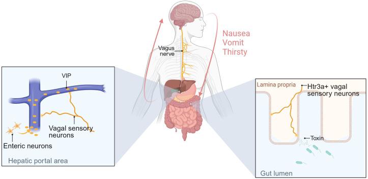https://cdn.ncbi.nlm.nih.gov/pmc/blobs/ea99/12123694/5e392cdab5ad/fimmu-16-1575917-g004.jpg