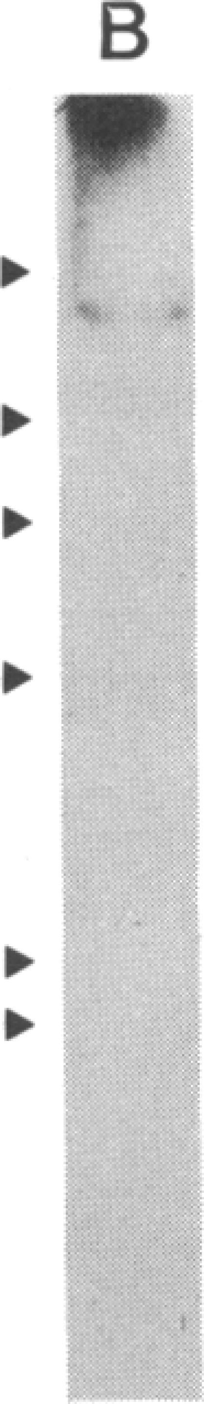 https://cdn.ncbi.nlm.nih.gov/pmc/blobs/ea99/287275/c6733531e94f/pnas00252-0071-c.jpg