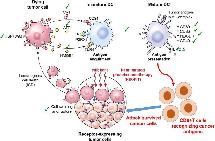 https://cdn.ncbi.nlm.nih.gov/pmc/blobs/ea9b/6704485/3efcb097a1c7/ar-2019-00273j_0003.jpg