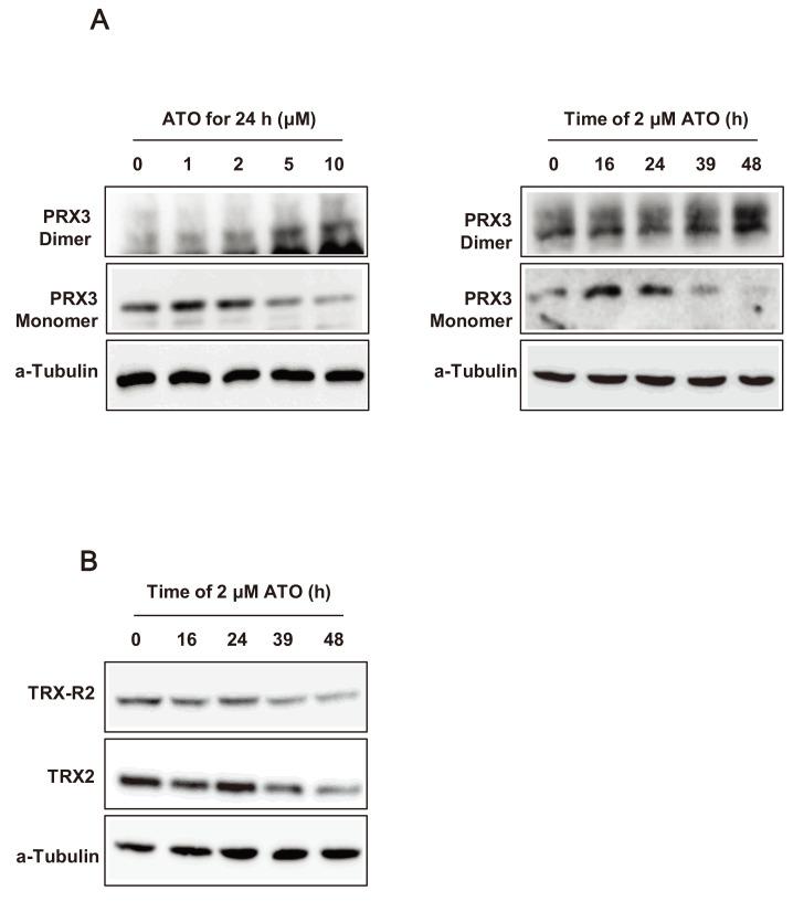 https://cdn.ncbi.nlm.nih.gov/pmc/blobs/ea9c/7528683/893ddb597577/molce-43-813-f5.jpg