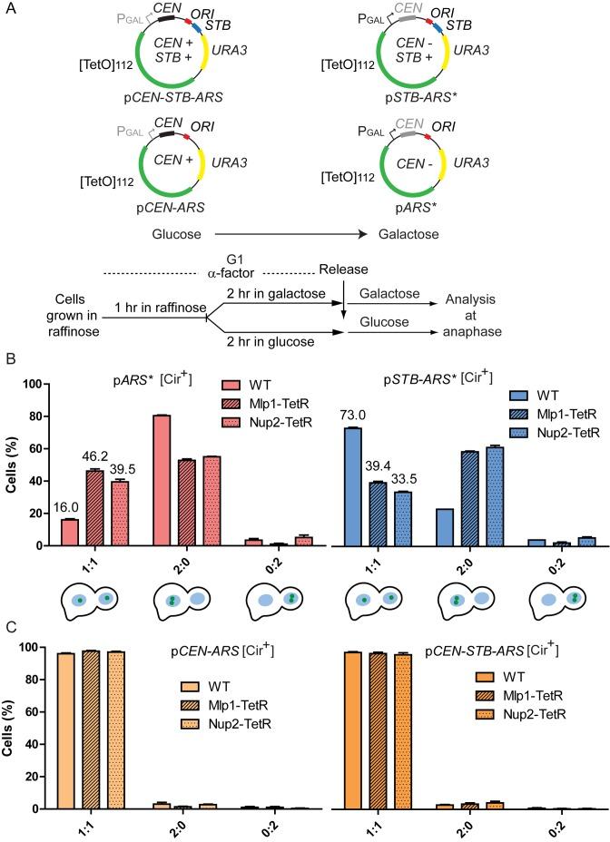 https://cdn.ncbi.nlm.nih.gov/pmc/blobs/eaa0/5041486/0316722c8b17/gkw694fig2.jpg