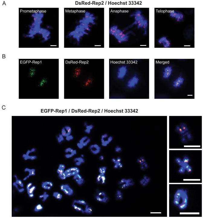 https://cdn.ncbi.nlm.nih.gov/pmc/blobs/eaa0/5041486/6b4a541e5be9/gkw694fig4.jpg